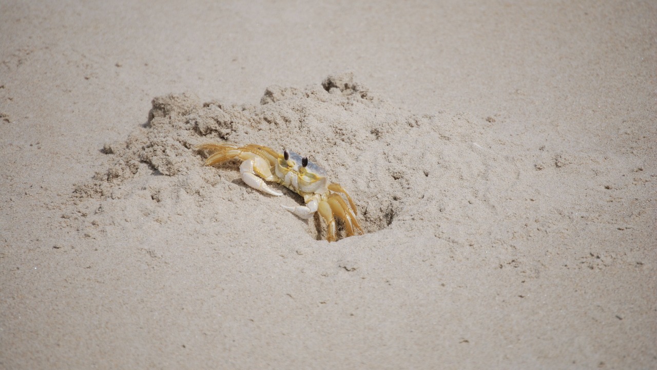 Photo of Others in Ocean Sands