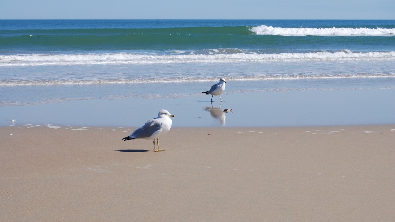 Photo of Others in Ocean Sands