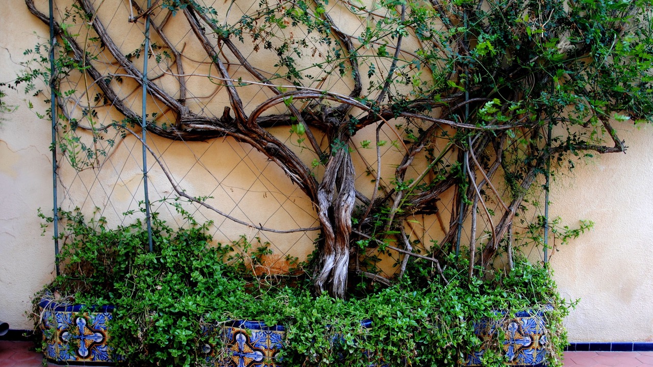 Photo of Outdoor in Pedreguer