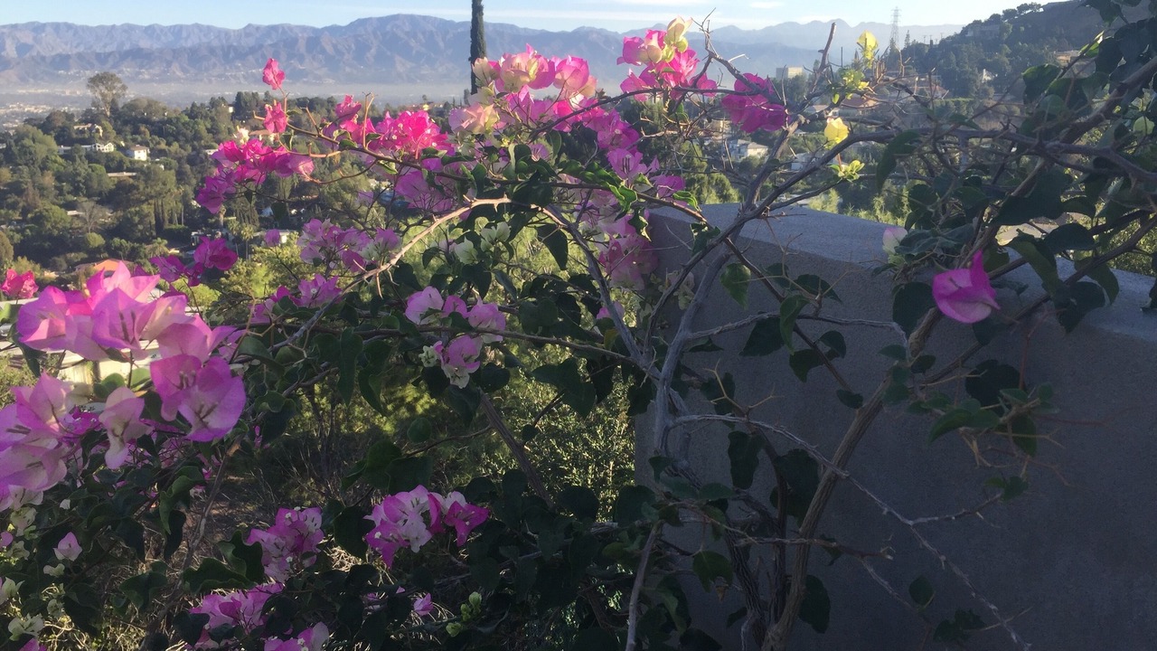 Photo of Outdoor in Hollywood Hills