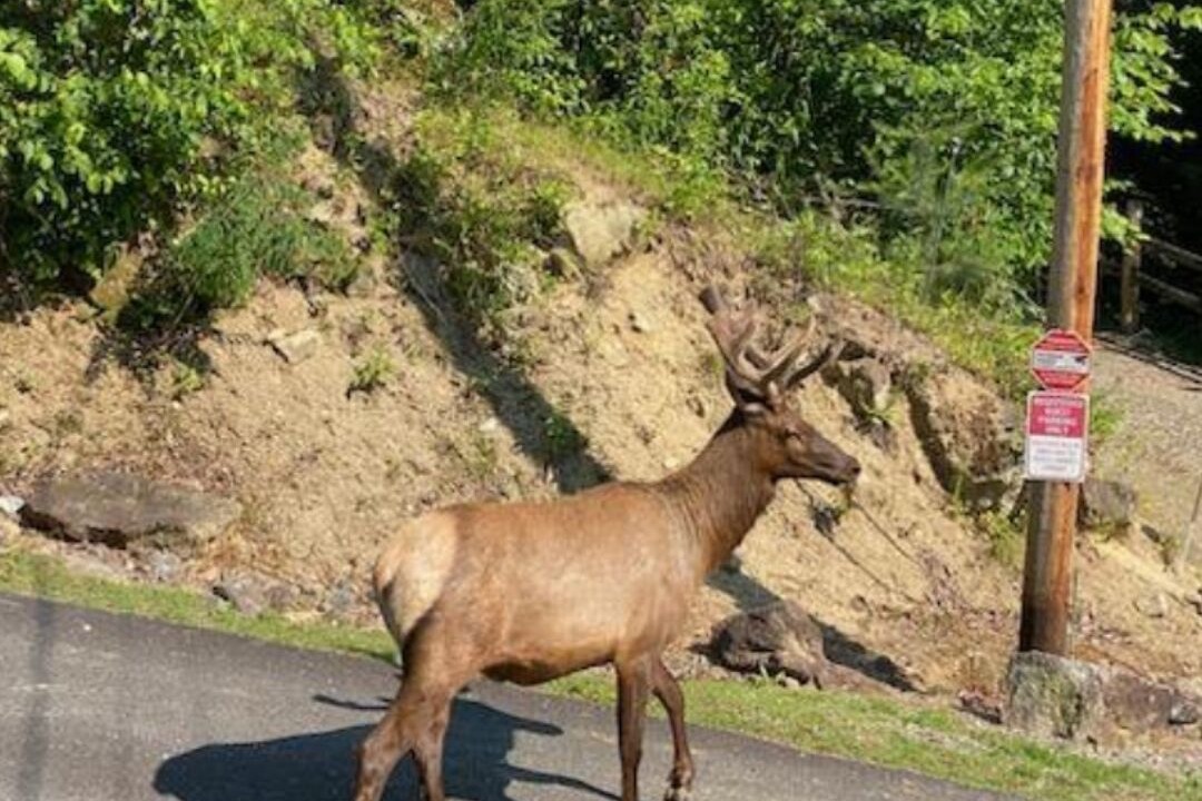 Photo of Others in Cherokee