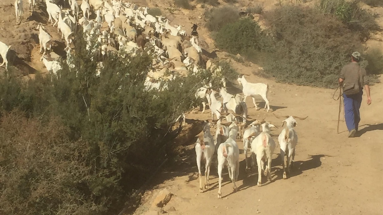 Photo of Others in Gafares