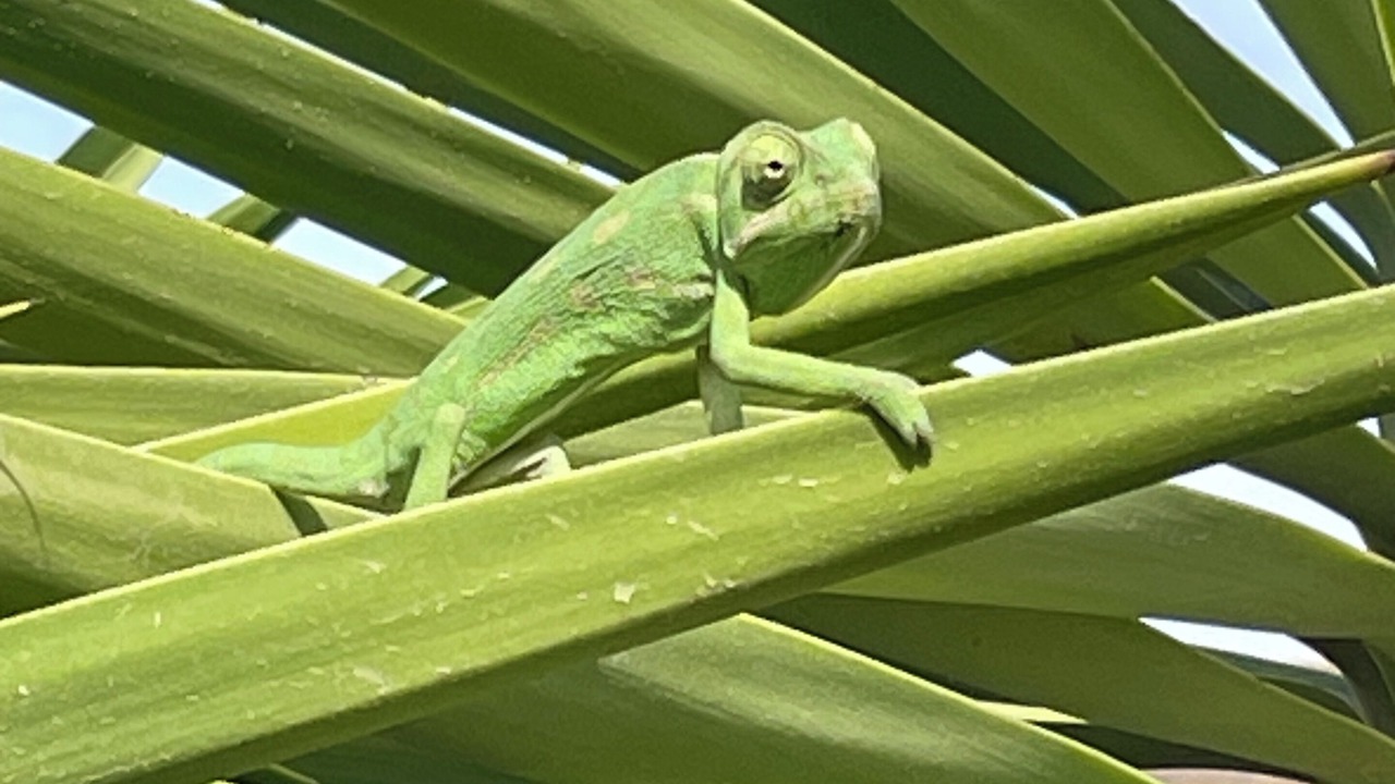 Photo of Others in Gafares