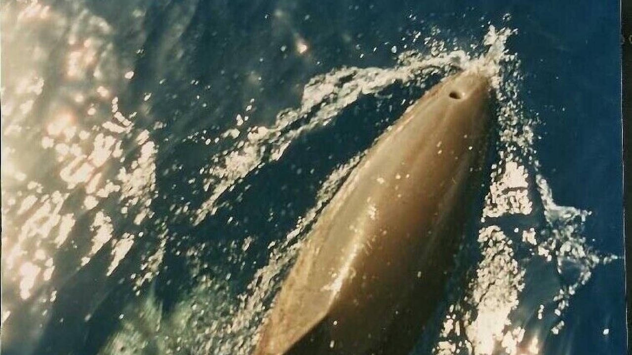 Photo of Outdoor in Los Gigantes