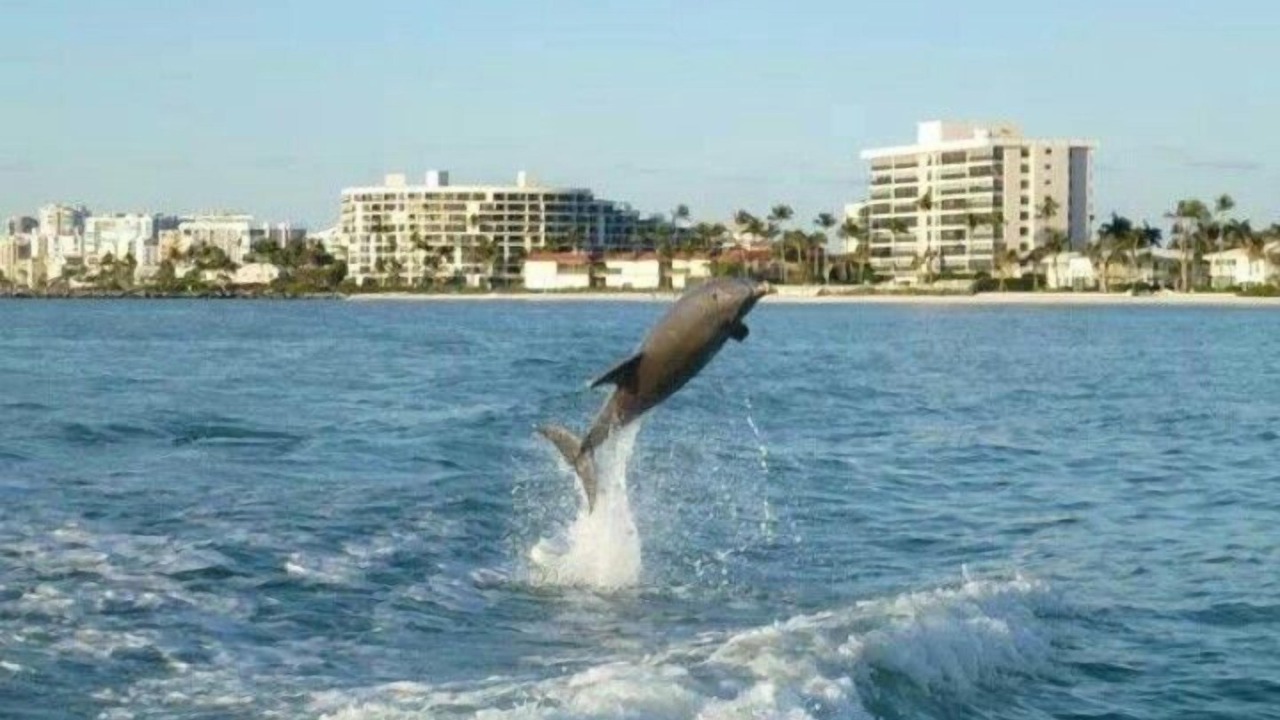 Photo of Others in Mid Island
