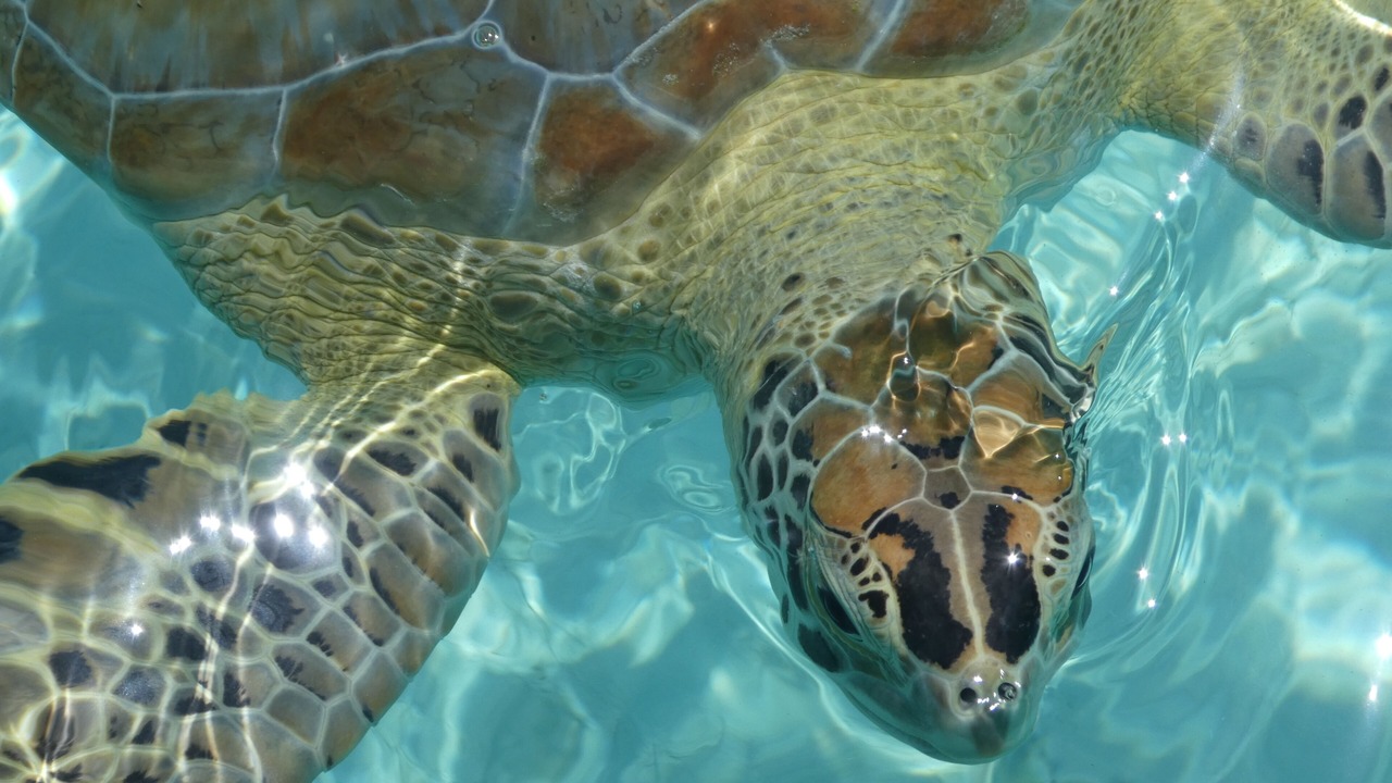 Photo of Others in Great Exuma