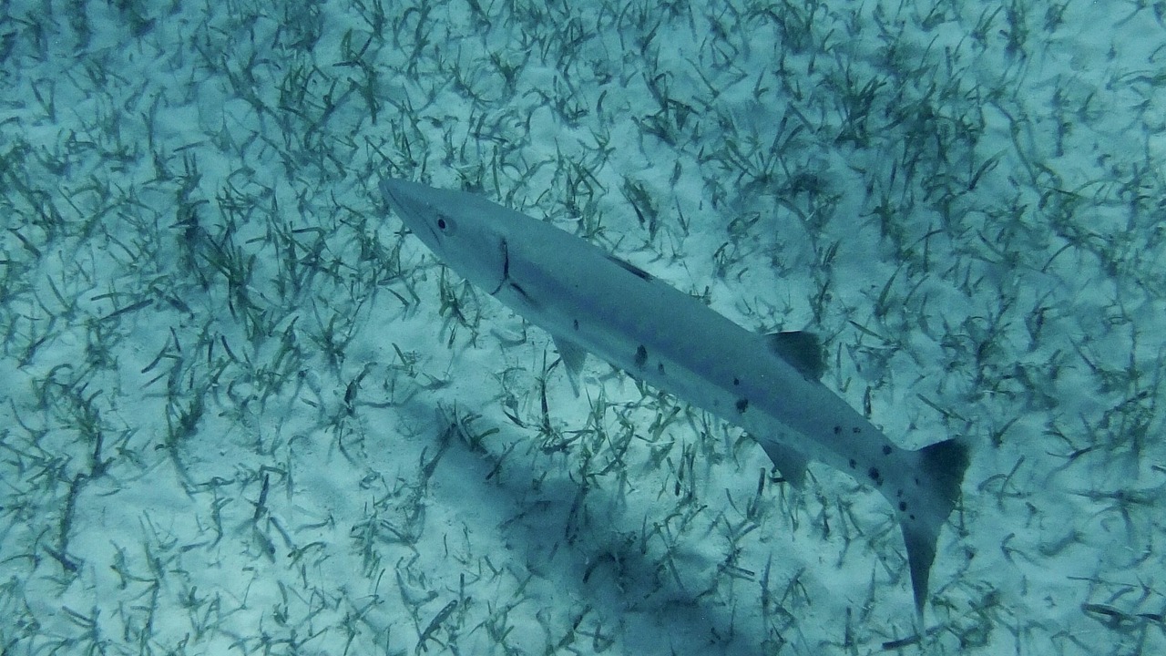Photo of Others in Great Exuma