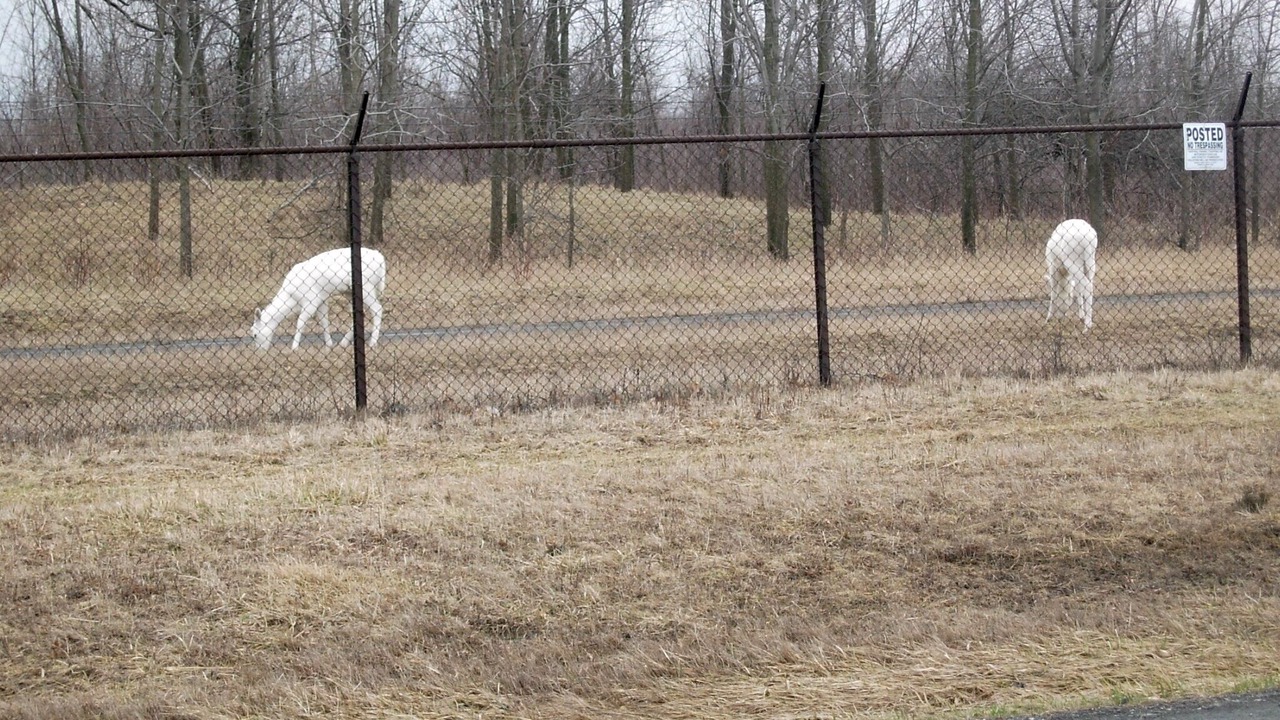 Photo of Others in Romulus