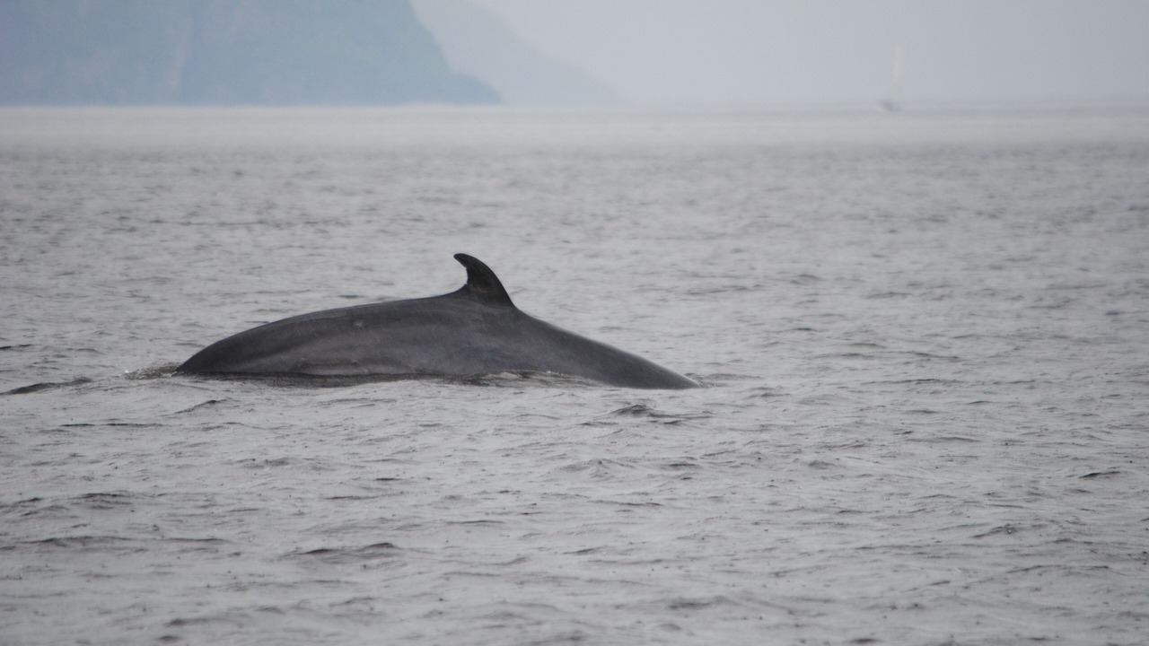 Photo of Others in L'Anse-Saint-Jean