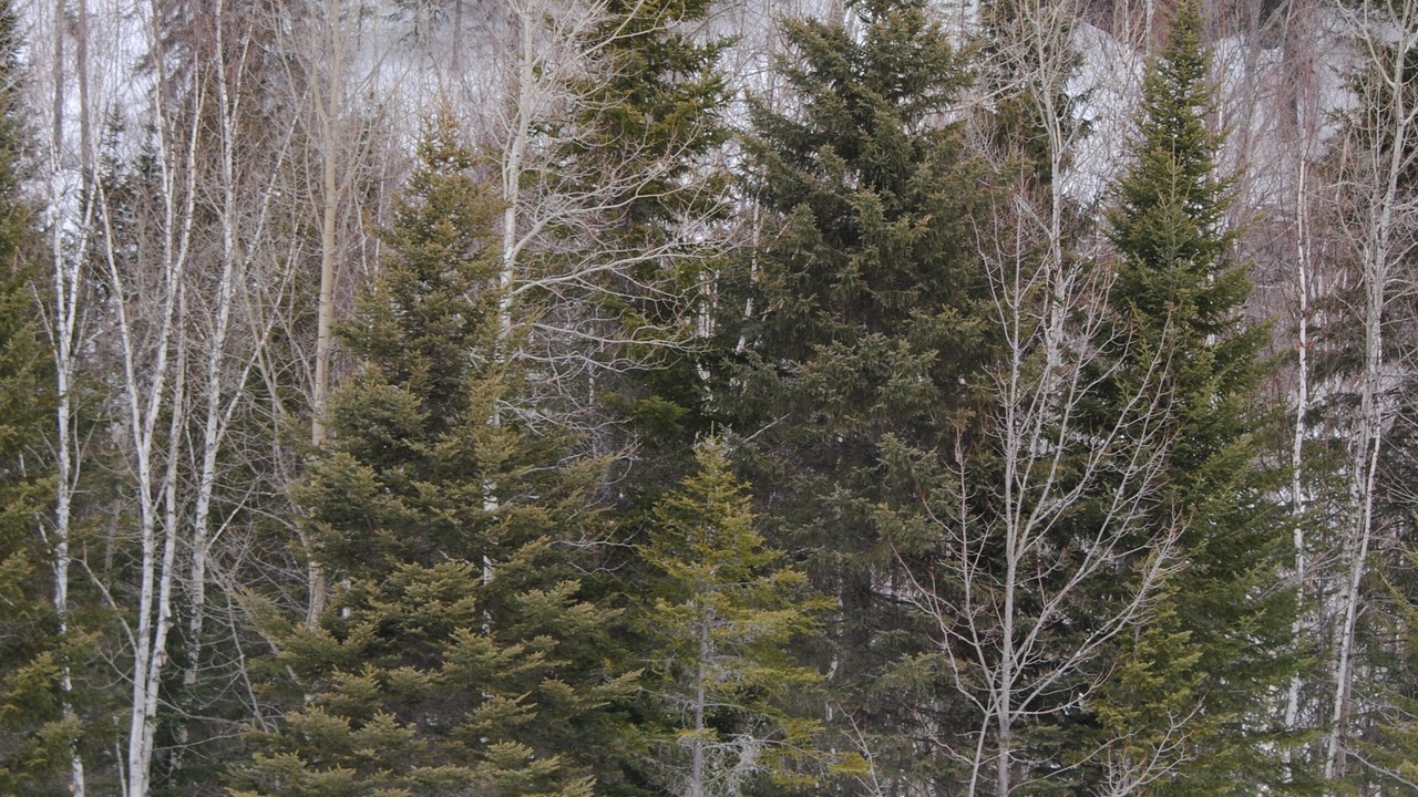 Photo of Outdoor in L'Anse-Saint-Jean