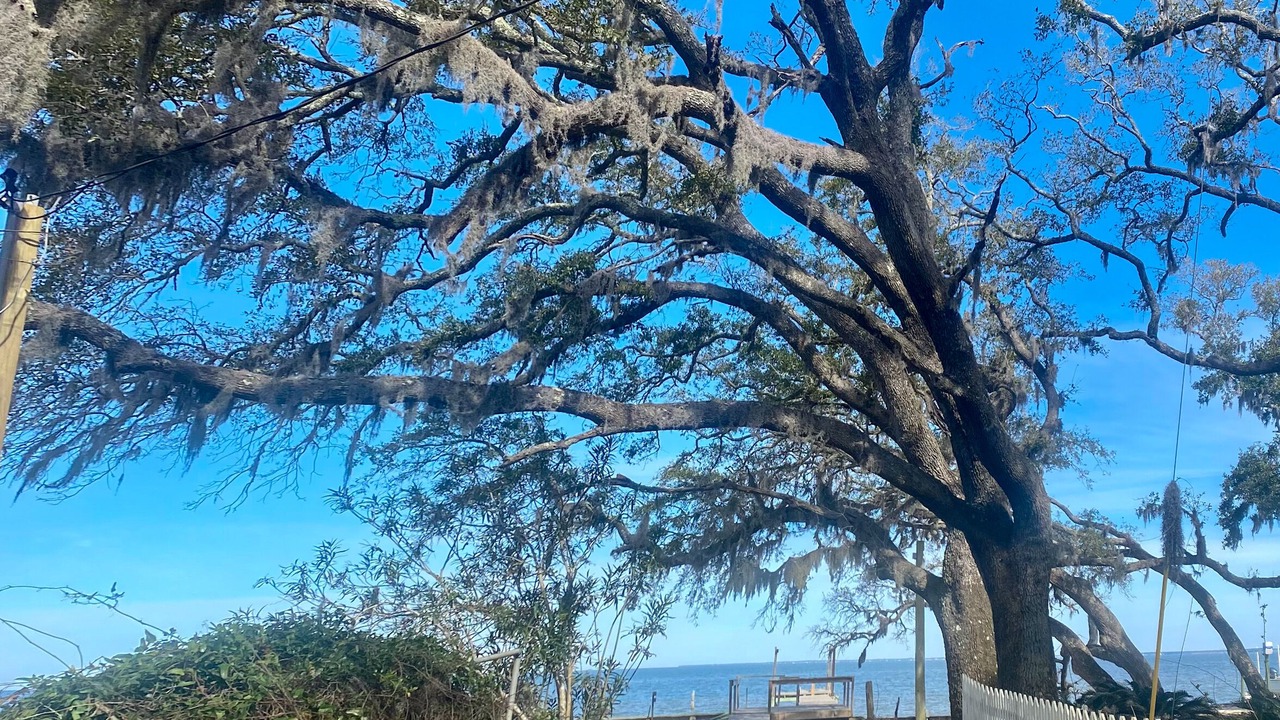 Photo of Others in Gulf Shores