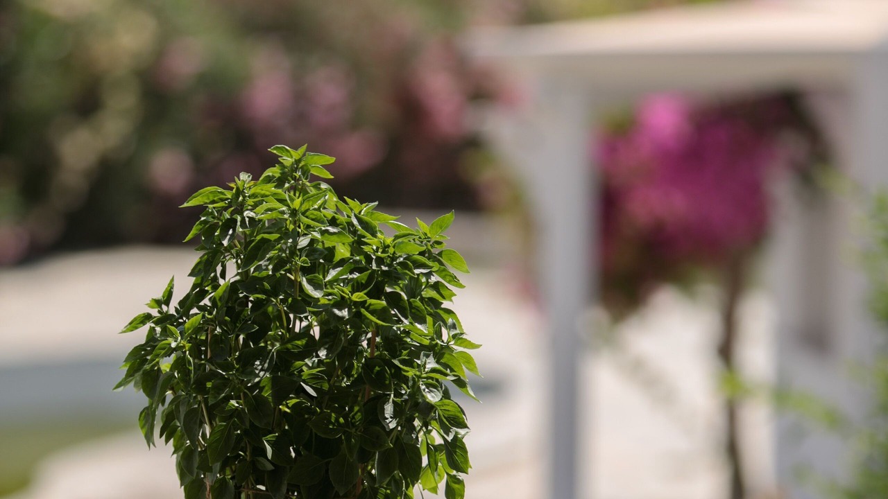 Photo of Outdoor in Naxos