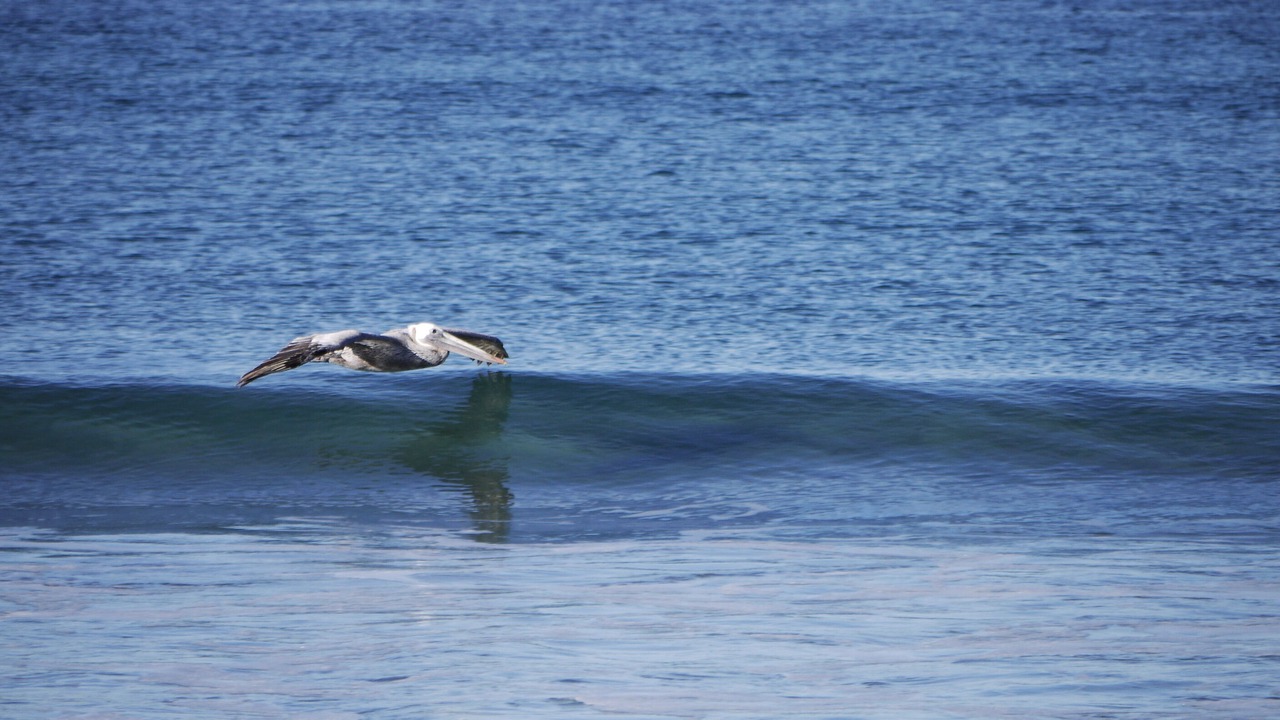 Photo of Others in Leucadia