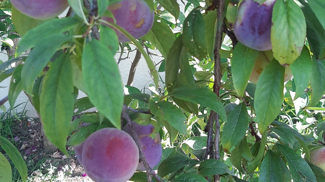 Photo of Outdoor in Dalyan City Center