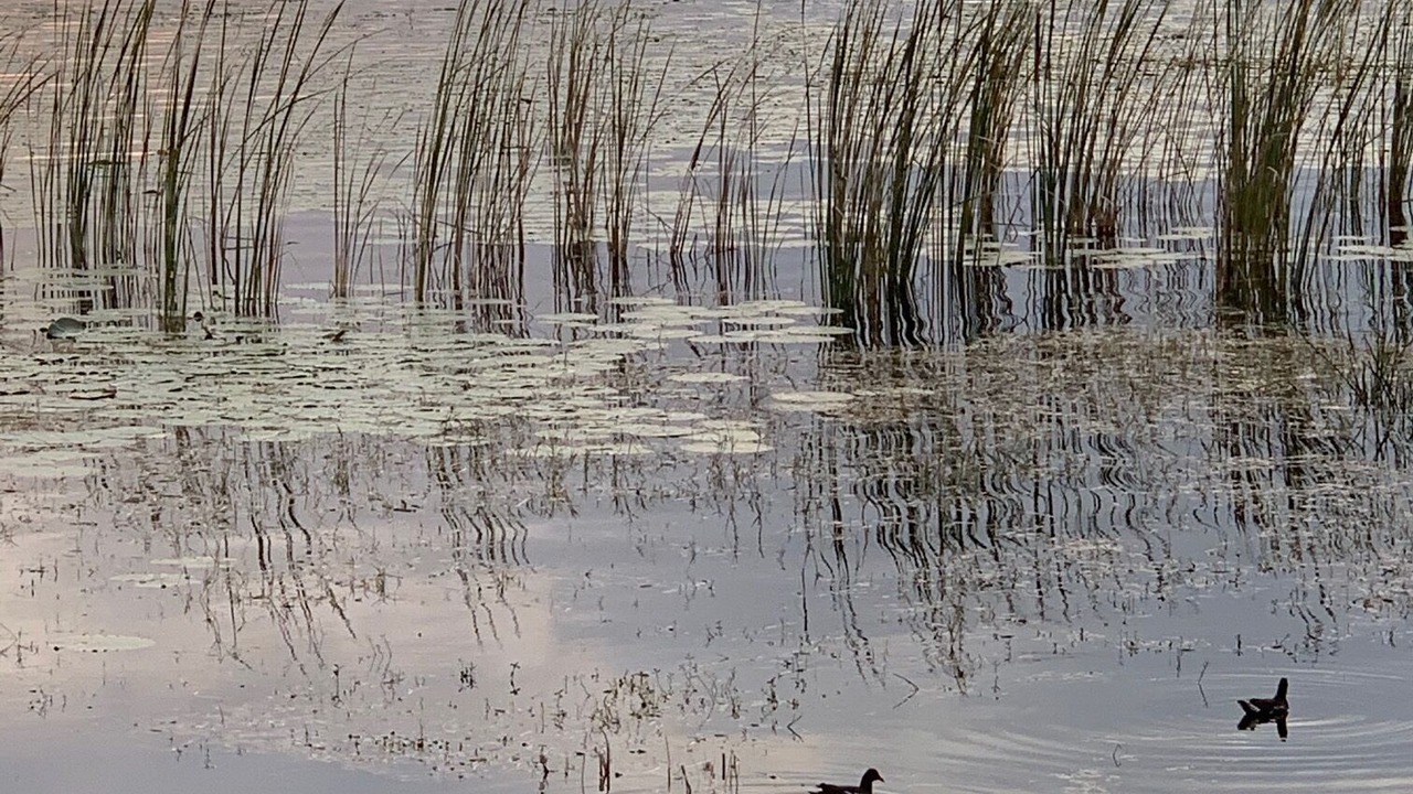 Photo of Others in Florida Central Atlantic Coast