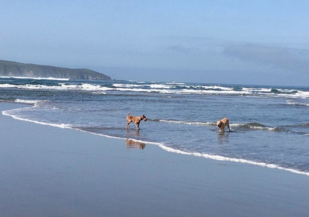 Photo of Others in Dillon Beach