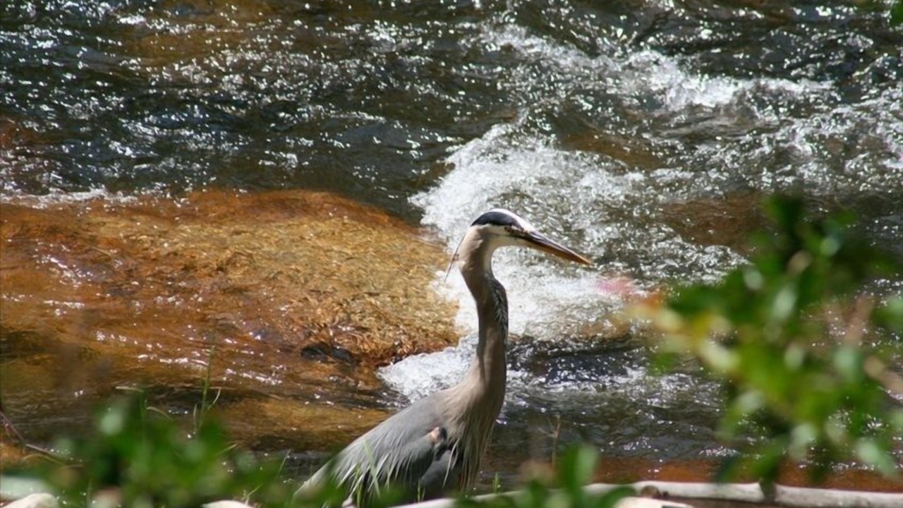 Photo of Others in Three Rivers