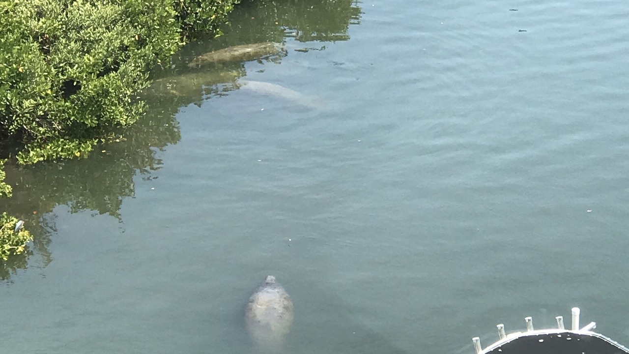 Photo of Others in Longboat Key