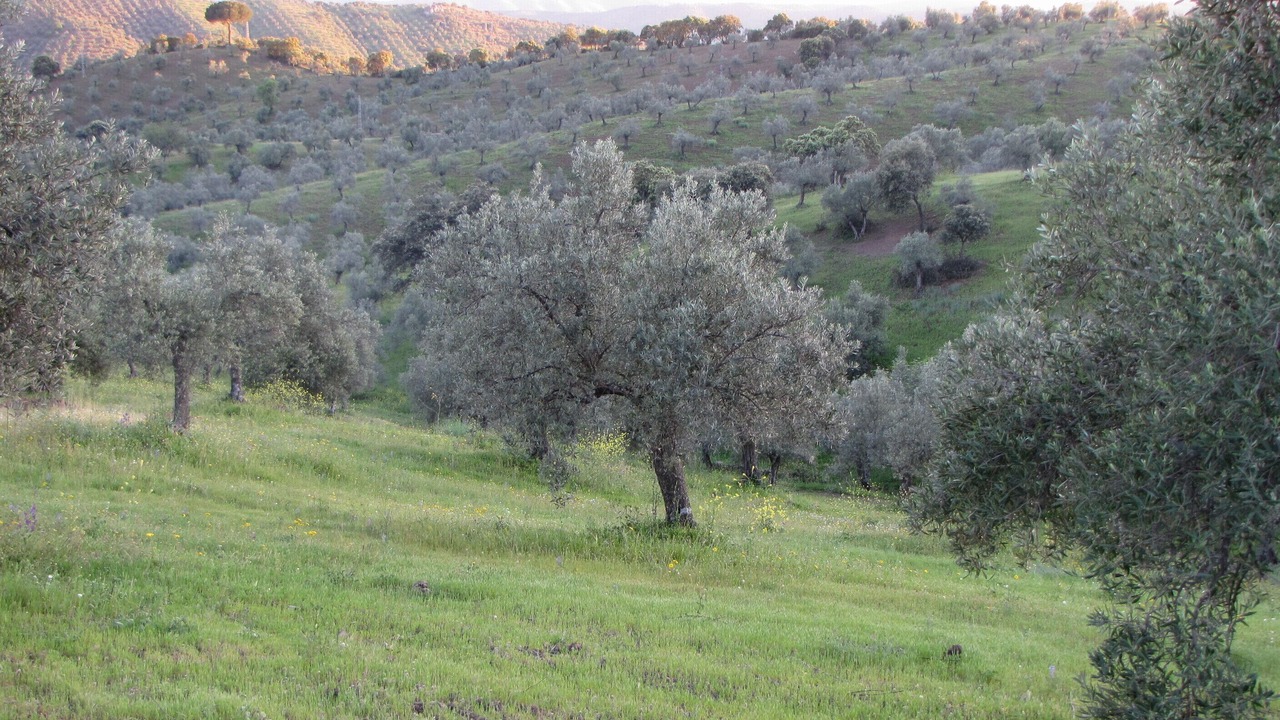 Photo of Outdoor in Pozoblanco