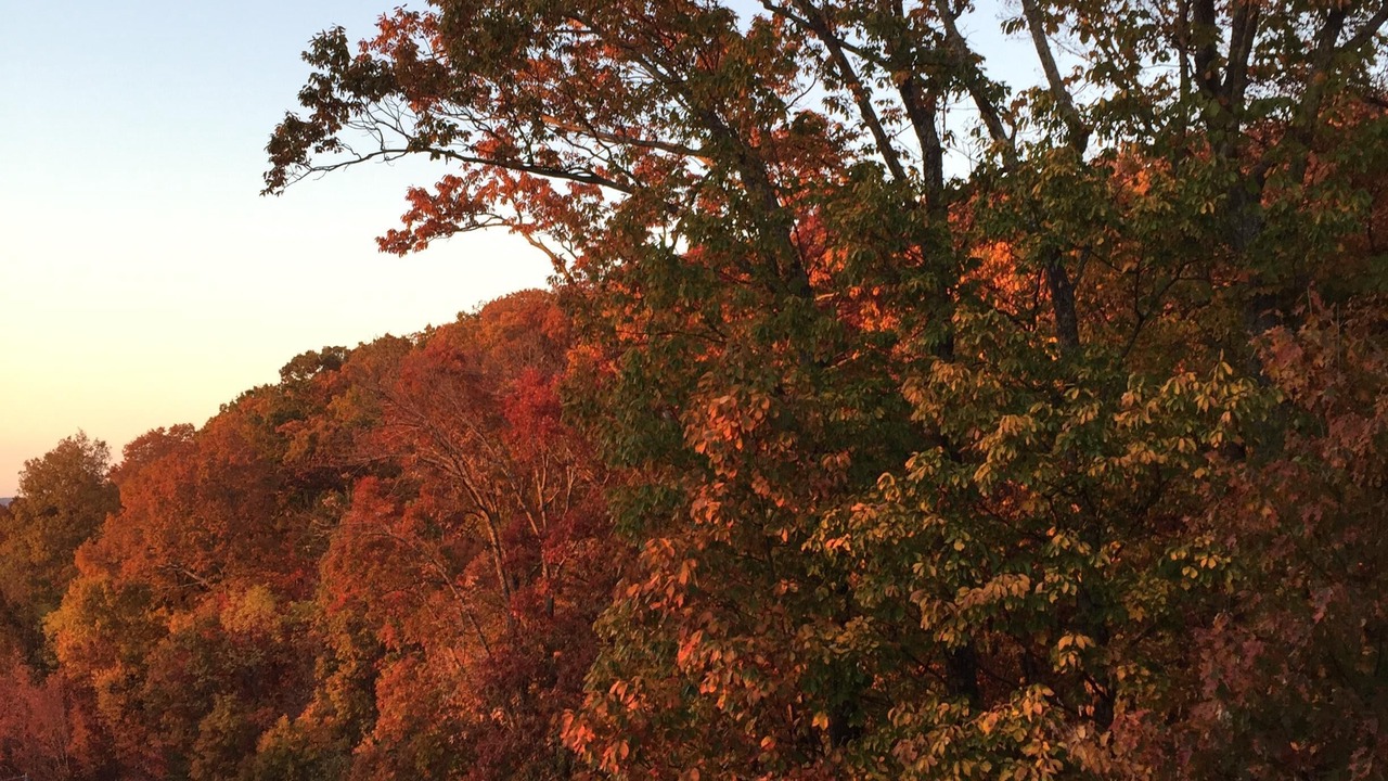 Photo of Outdoor in Mentone