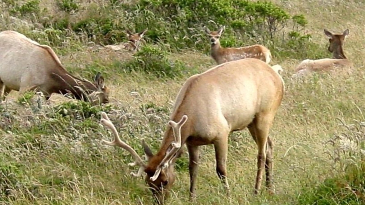Photo of Others in Inverness