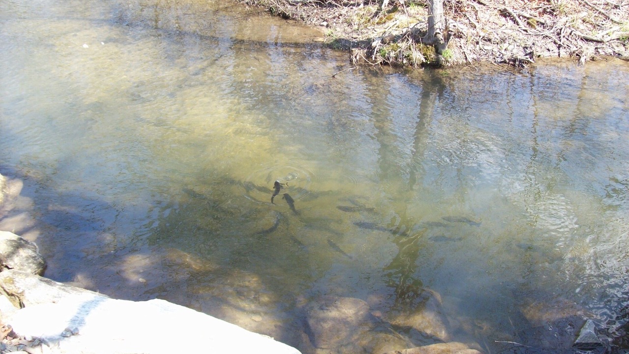 Photo of Others in Hendersonville