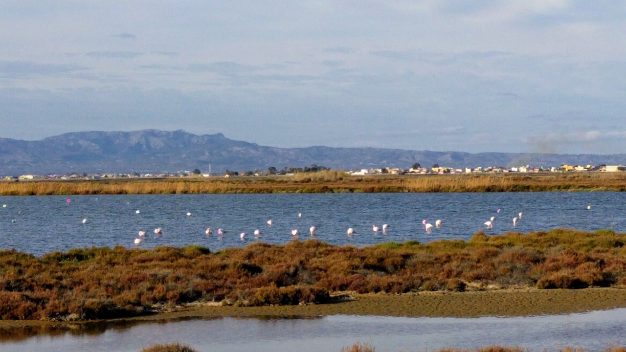 Photo of Others in Poble Nou del Delta