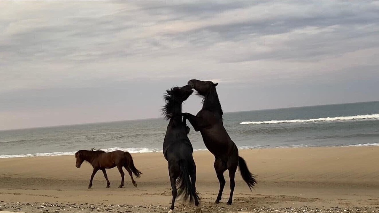 Photo of Others in Carova Beach