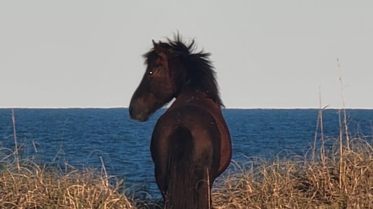 Photo of Others in Carova Beach