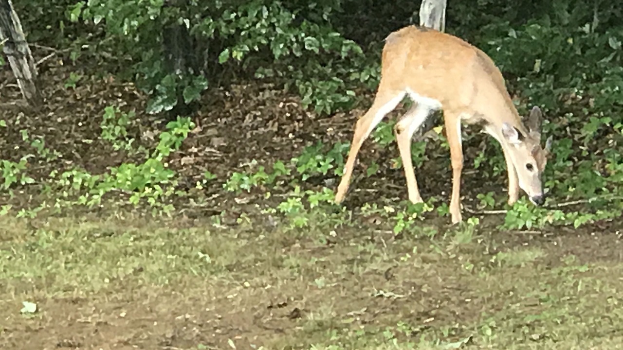 Photo of Outdoor in Canton