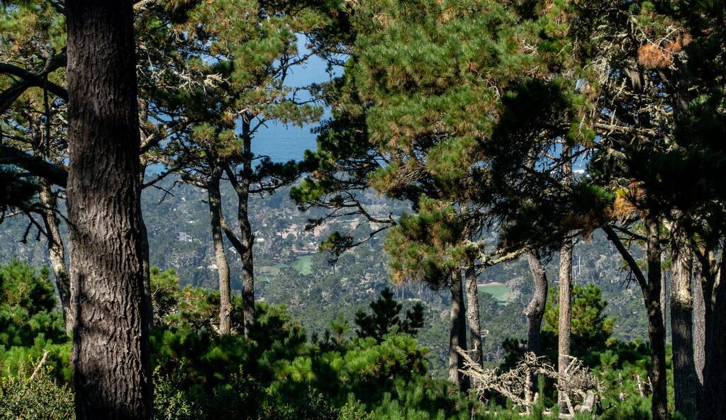 Photo of Others in Monterey