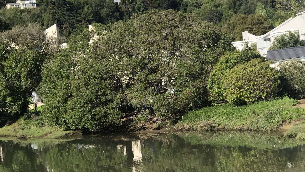 Photo of Others in Larkspur