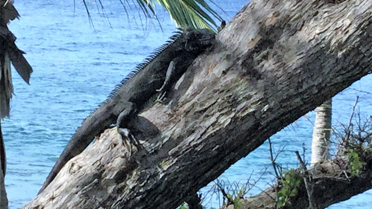 Photo of Others in Hart Bay