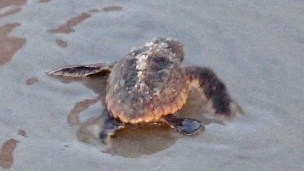 Photo of Others in St. Augustine Beach