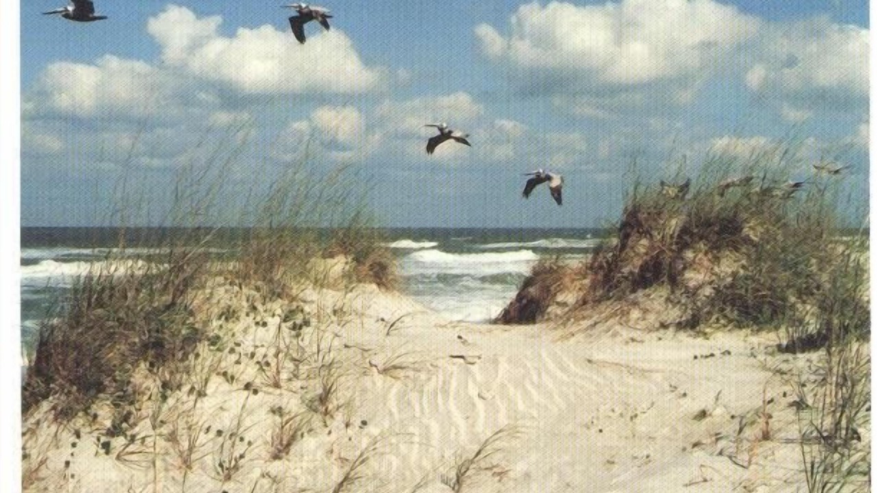 Photo of Others in St. Augustine Beach
