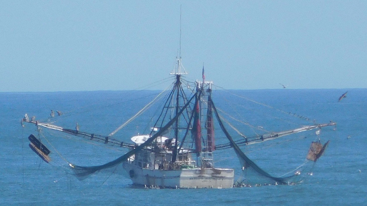 Photo of Others in St. Augustine Beach