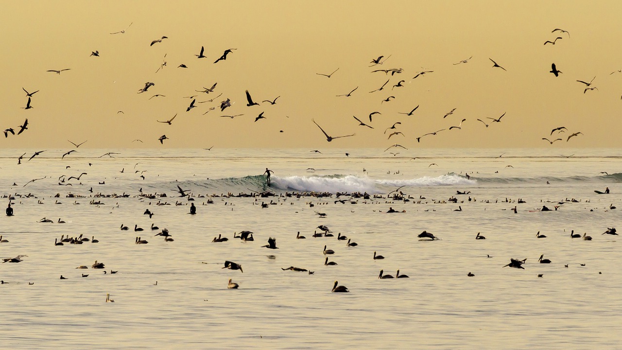 Photo of Others in San Clemente