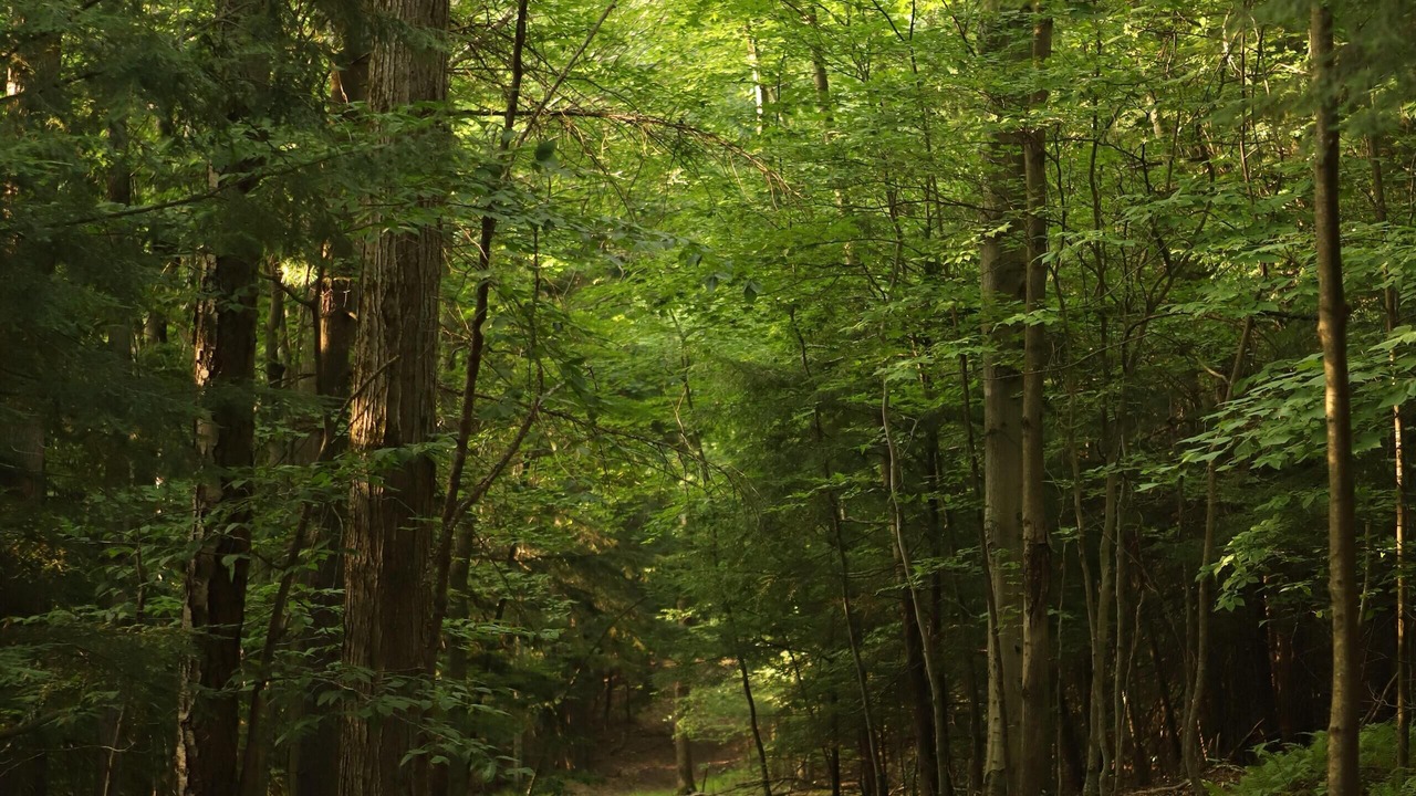 Photo of Outdoor in Wellsville