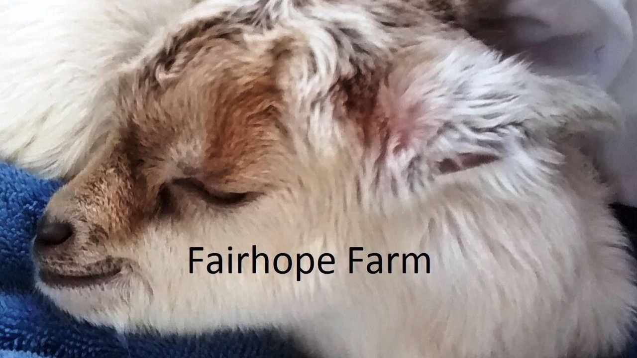 Photo of Others in Fairhope