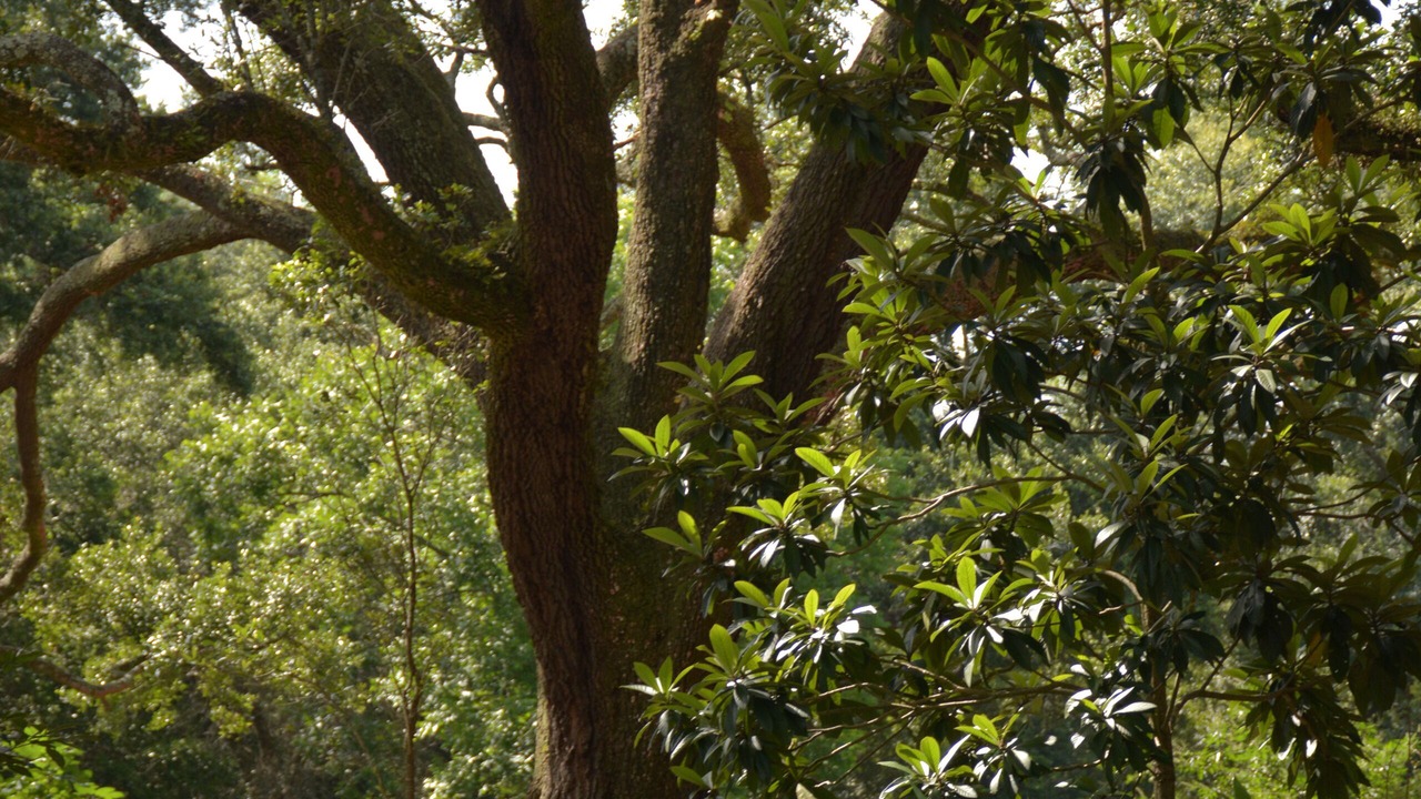 Photo of Outdoor in Fairhope