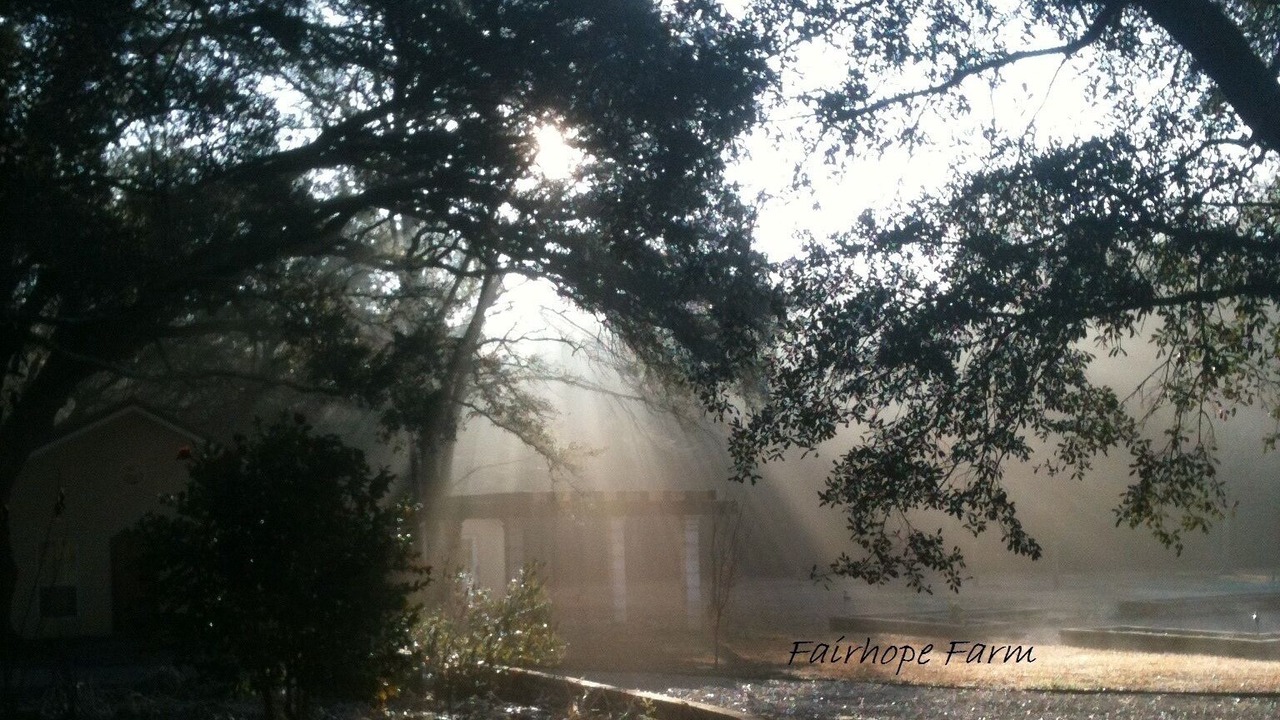 Photo of Outdoor in Fairhope