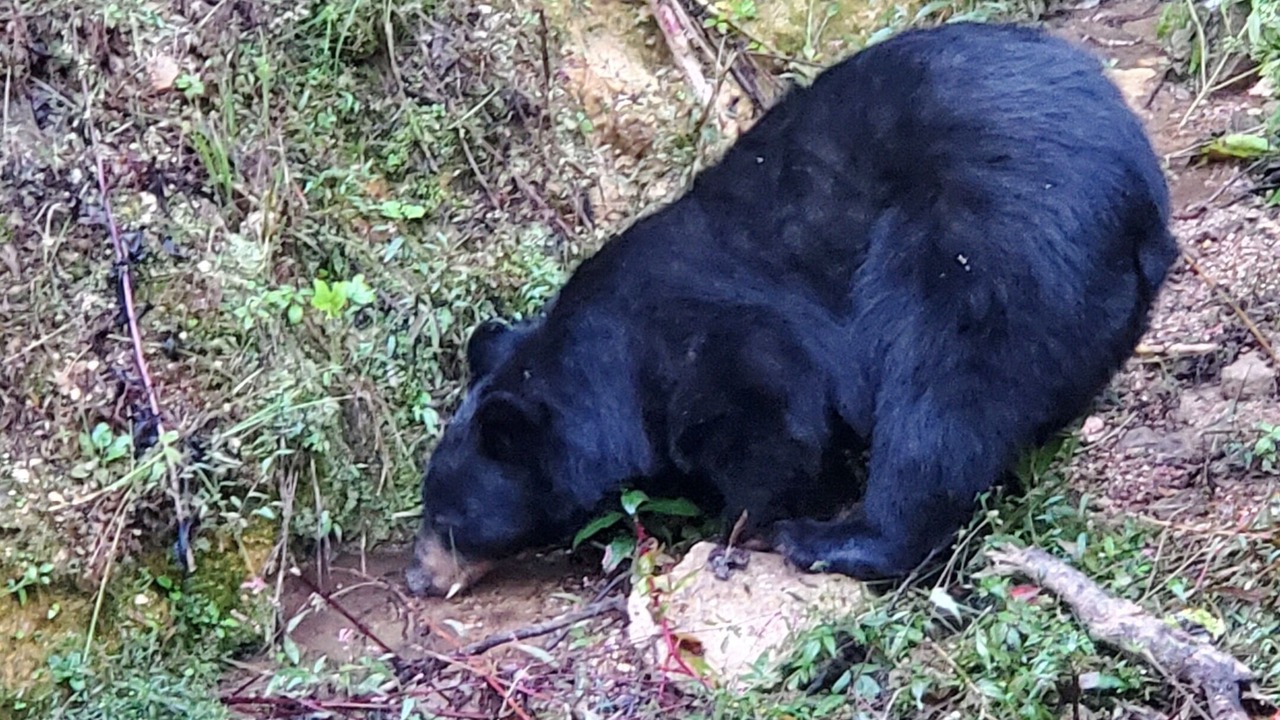 Photo of Others in Gatlinburg - Pigeon Forge