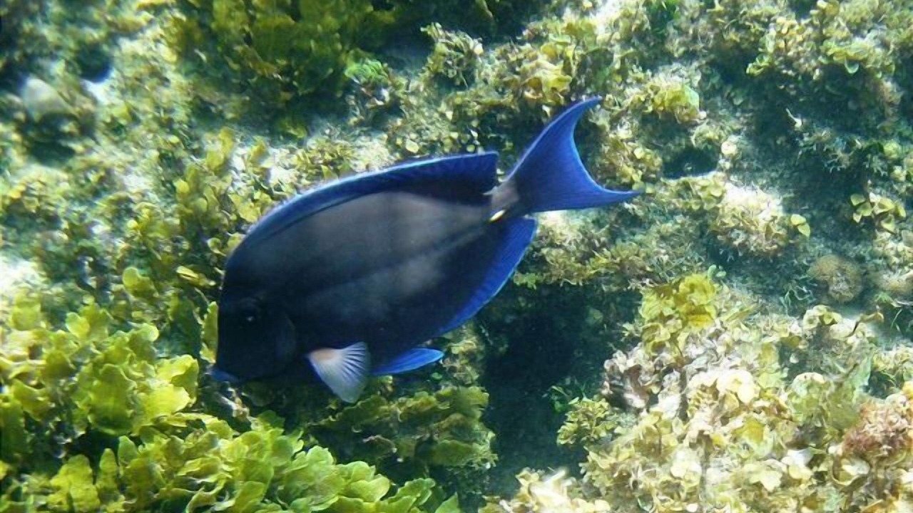 Photo of Others in Double Bay