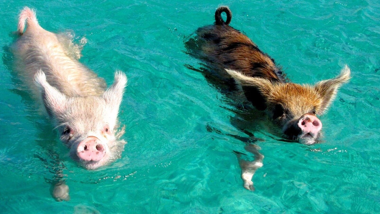 Photo of Others in Treasure Cay
