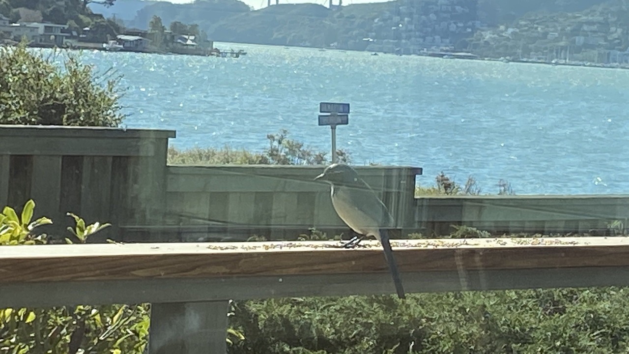 Photo of Others in Belvedere Tiburon