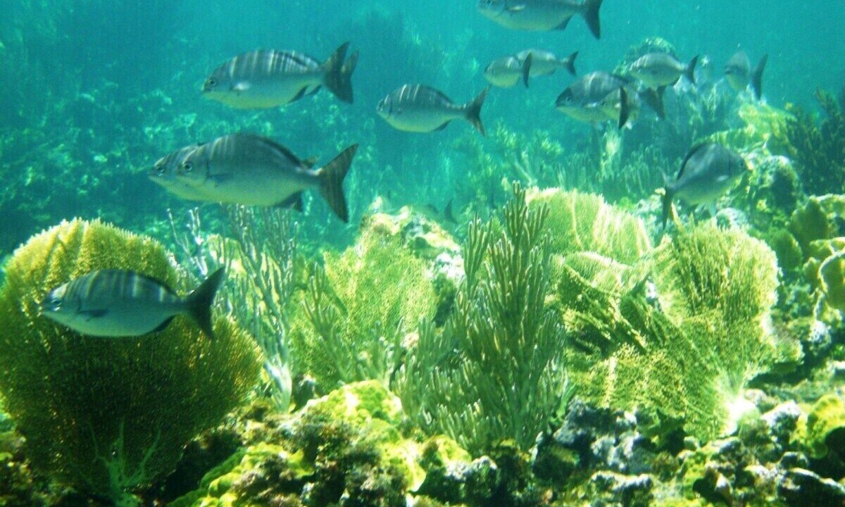 Photo of Others in Rainbow Bay