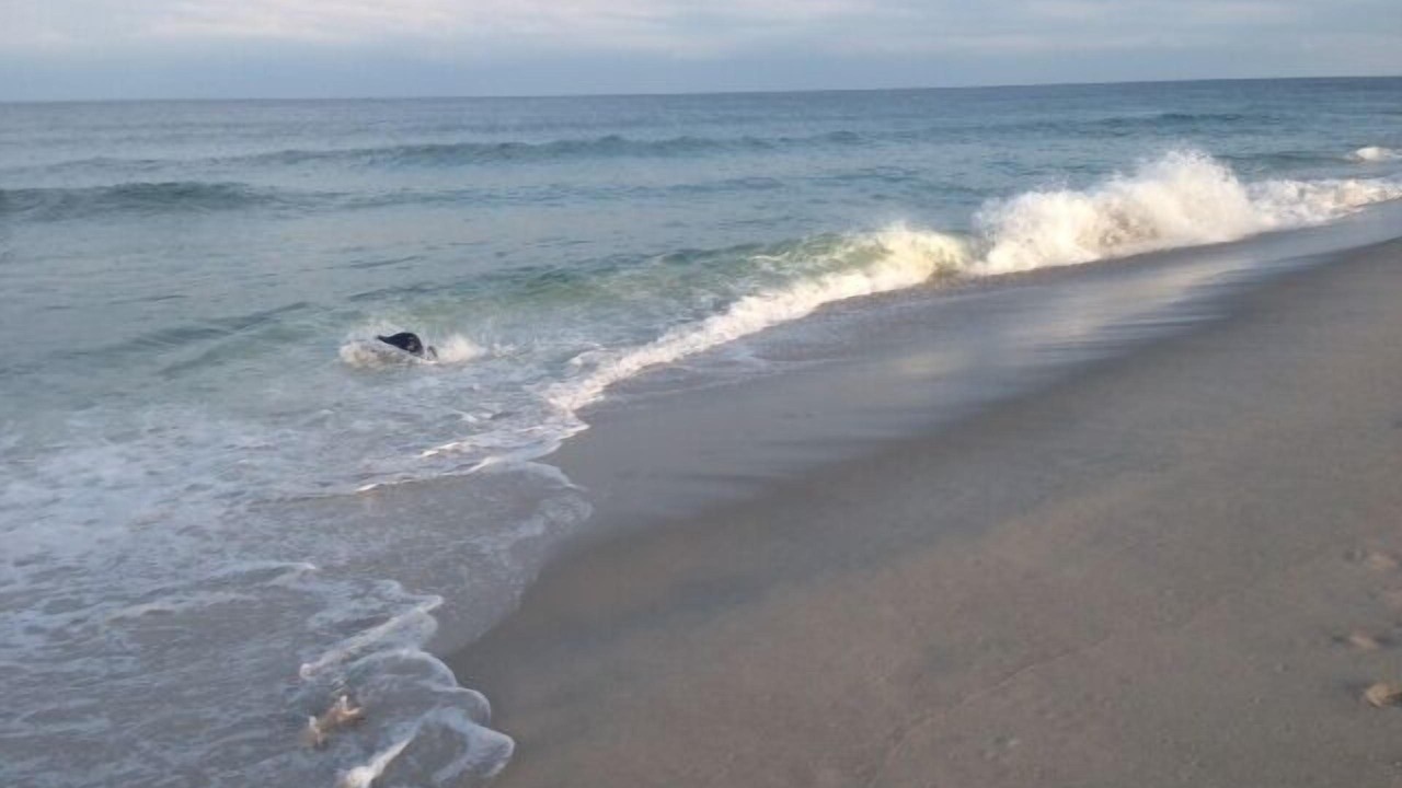Photo of Others in Normandy Beach