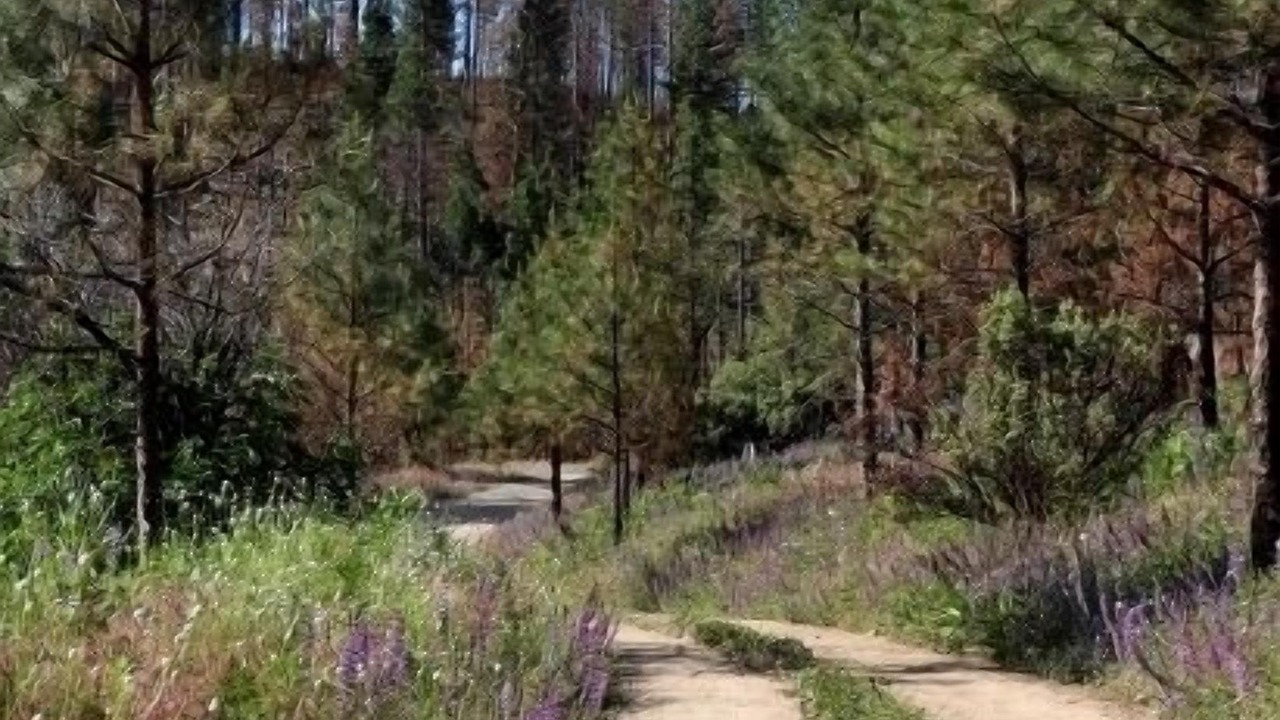Photo of Others in Foresta