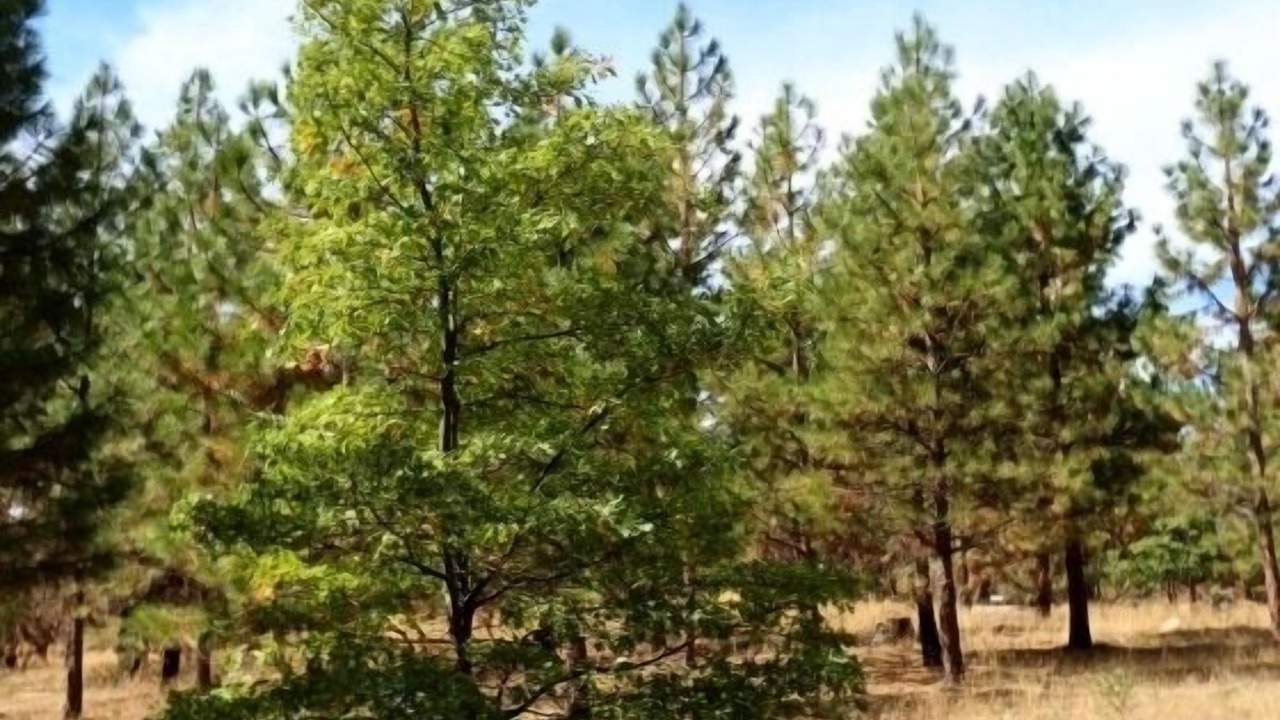 Photo of Others in Foresta