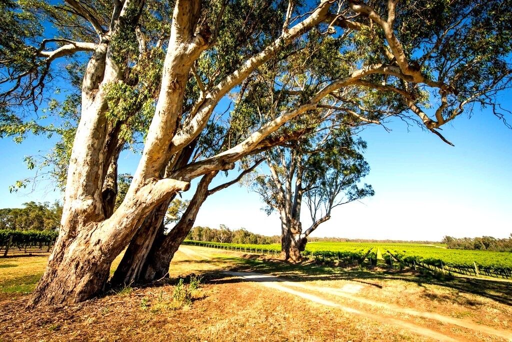Photo of Others in Nagambie
